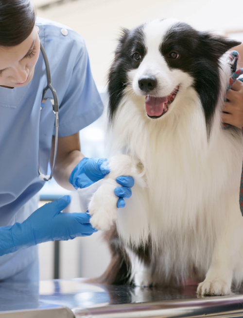 Marketing For Veterinary Clinic, Marketing Solutions To Attract Patients